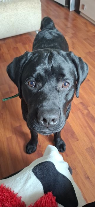 Вязка Парень Лабрадор ищет невесту