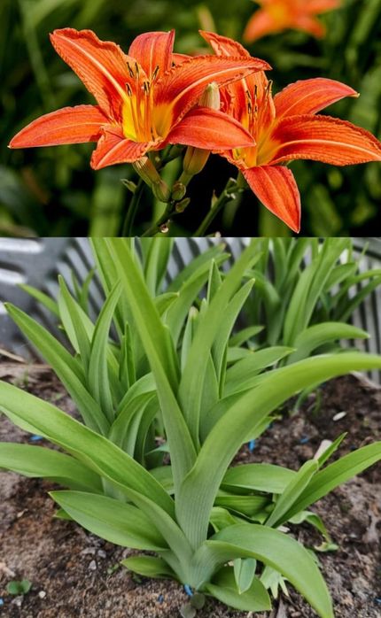 Георгины, лилейник