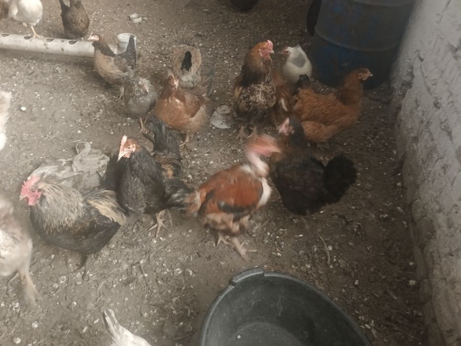 Домашний куры несушки