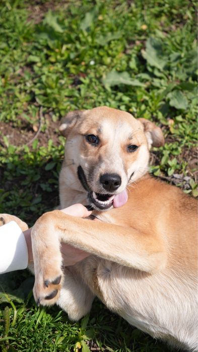 Звоночек собака девочка ищет семью. Добрая к детям