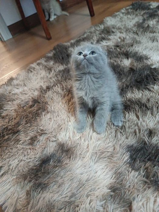 Вислоухие котята