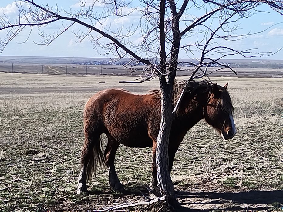 Полутяж айғыр сатылады