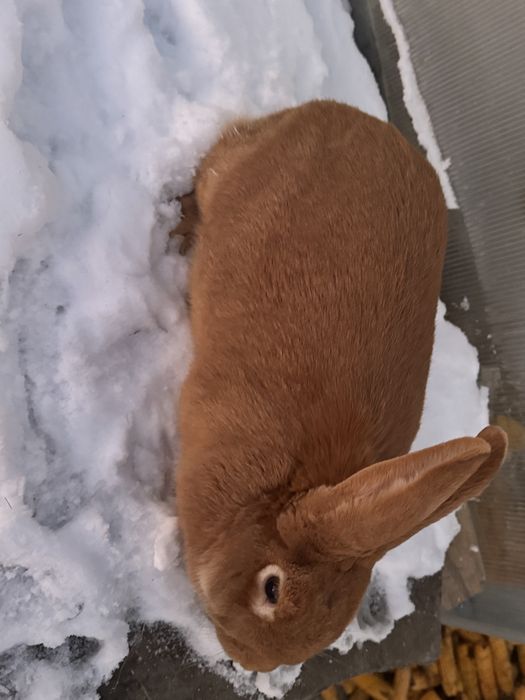 Кролики бургундия