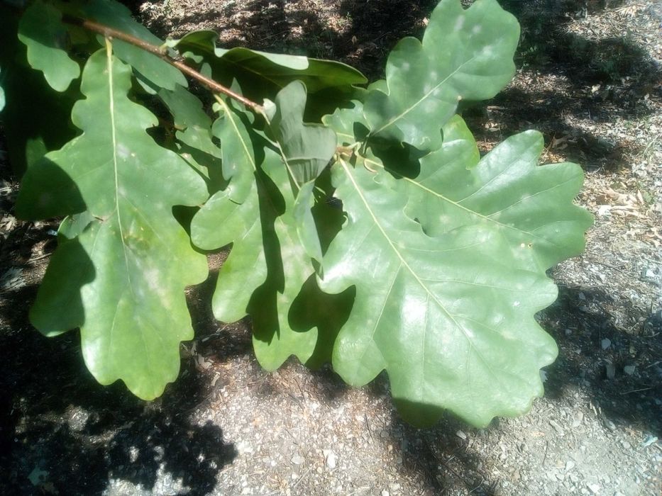Дъб, Горски,Летен,Quercus Robur, Разсад