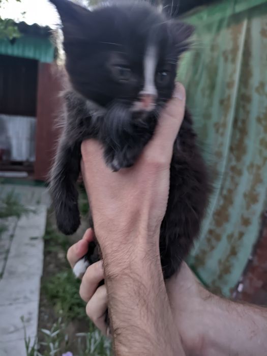 Отдам котят даром (тегін) в добрые руки!