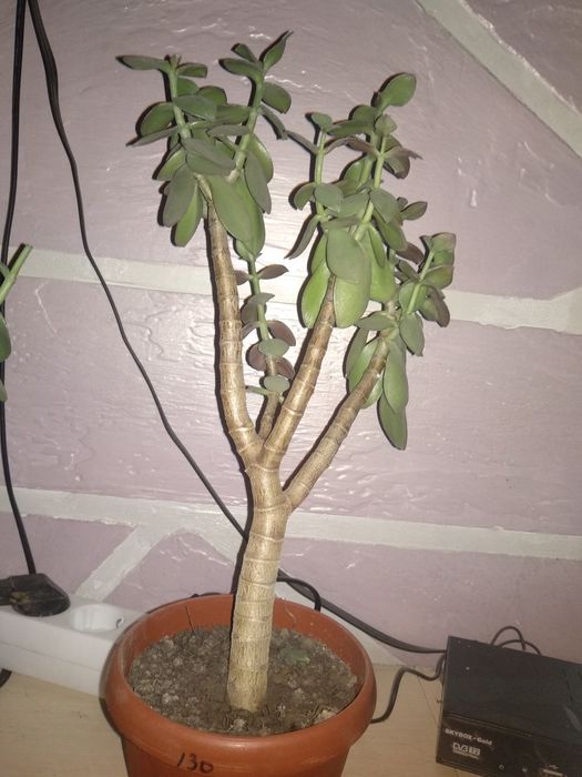 Денежныи цветы .