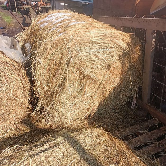 Baloți.  De.   Vanzare