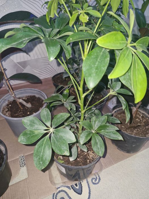 Цыеты домашние растееие