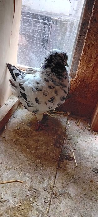 Porumbei King de vânzare