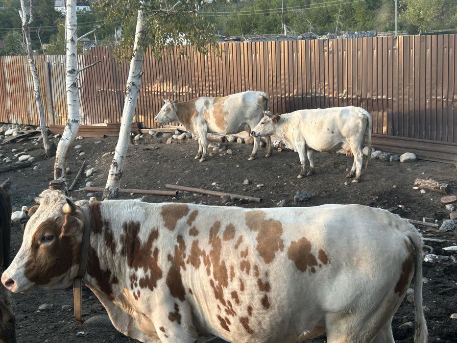 Продам Дойных коров