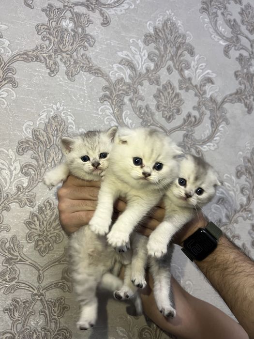 Shinshilla toza qon 100 % sotiladi !!!