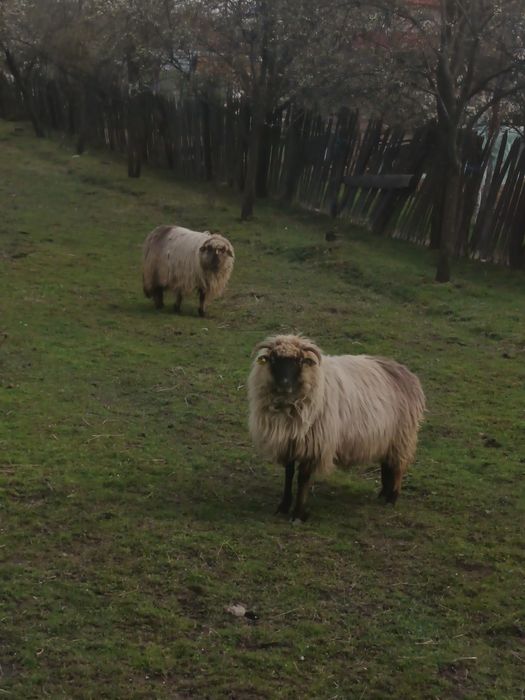 Vând 3 oi se pot vedea în comuna Polovragi  Preț bucata 1100 negociabil