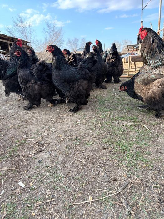 Яйца брама по 1000