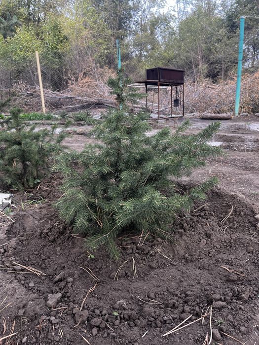 Саженцы ели месные