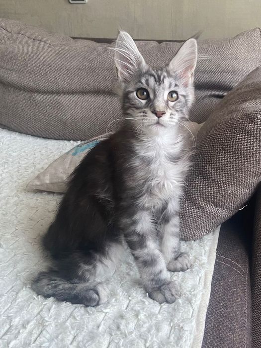 Мейн-кун девочка