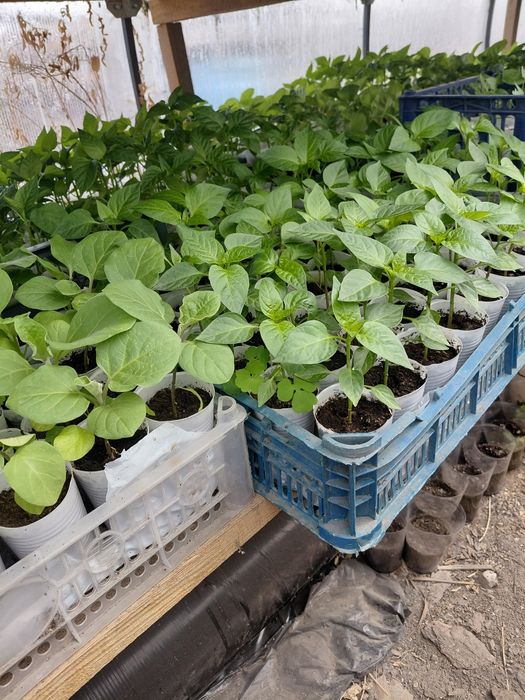 Продам саженцы рассада