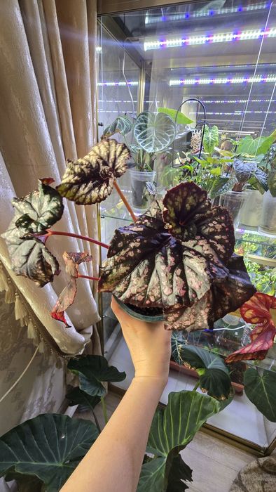 Продаю сортовые бегонии