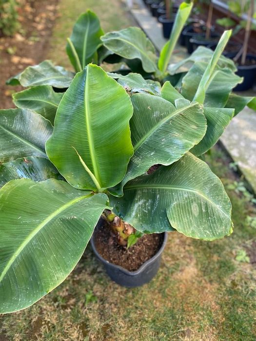 Banani roditori (in ghiveci)