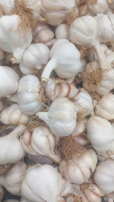 Usturoi roșu și alb