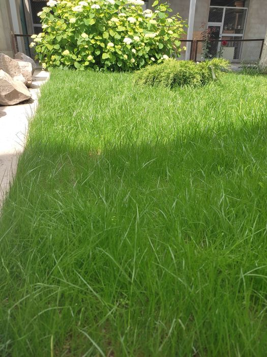 Газон живои семена