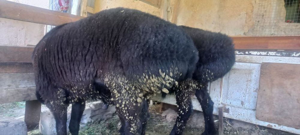 Qõylar sotiladi narxi telda gaplashamiz