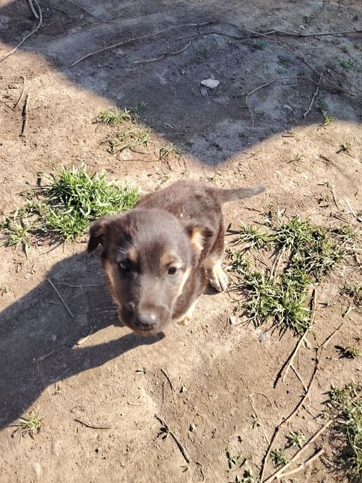 Отдам бесплатно щенка девочку