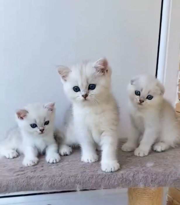 Прекрасные Котята Шиншилла!