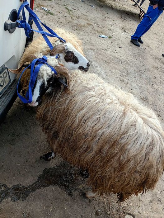 Oi de vanzare tinere fatate cu miei