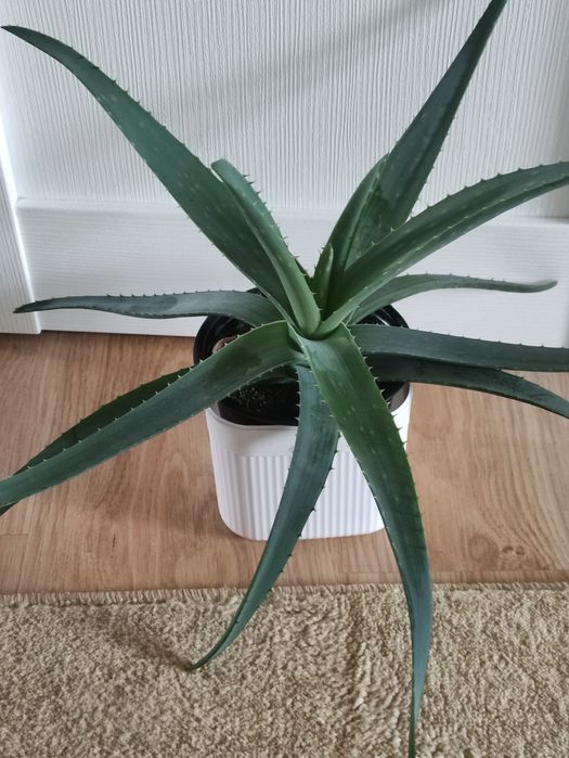 Алоэ 2500        .