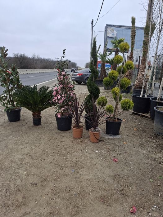 Vând plante ornamentale și livrez