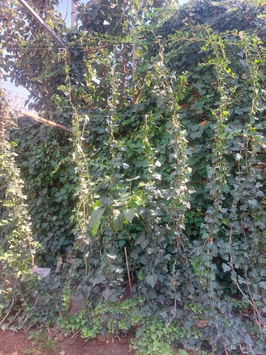 Растение плюш вечнозеленный