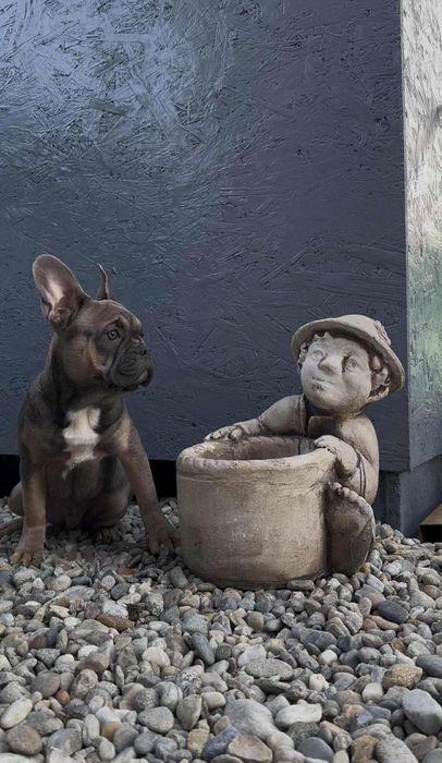 Bulldog Francez Masculi