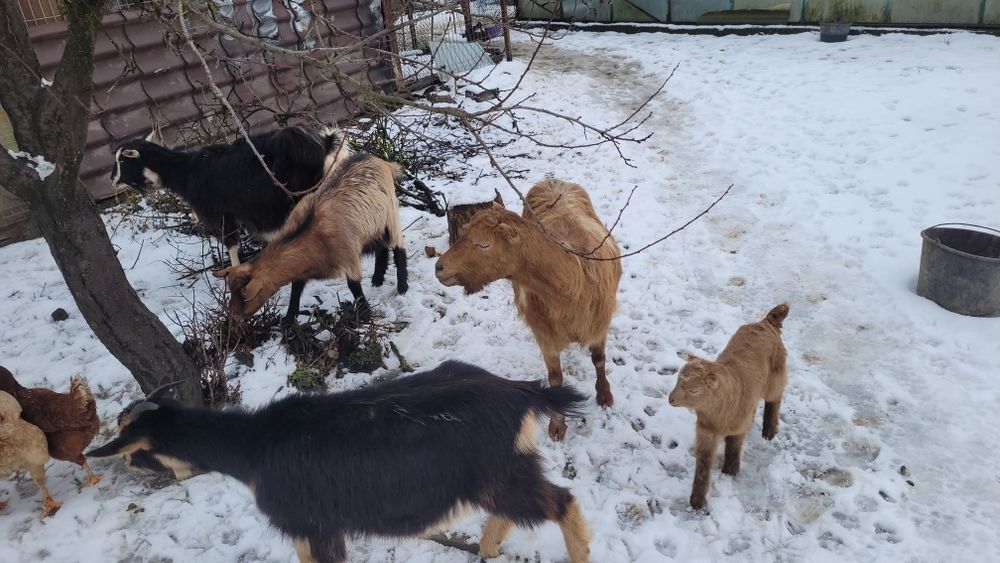 Capre alpine si anglonubiane