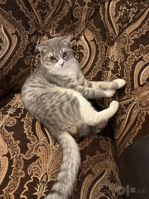 шотландскую вислоухую (Scottish Fold)