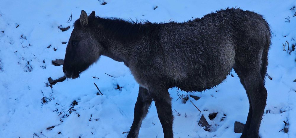 Жеребенок 7 месяцев