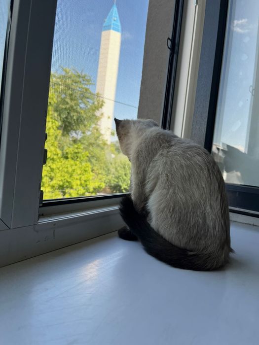 Отдам котёнка в добрые руки