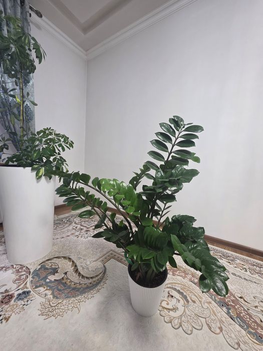 Шефлера и Замиакулькас комнатные цветы