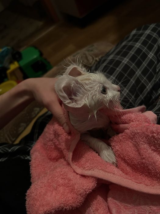 Отдам в хорошие руки