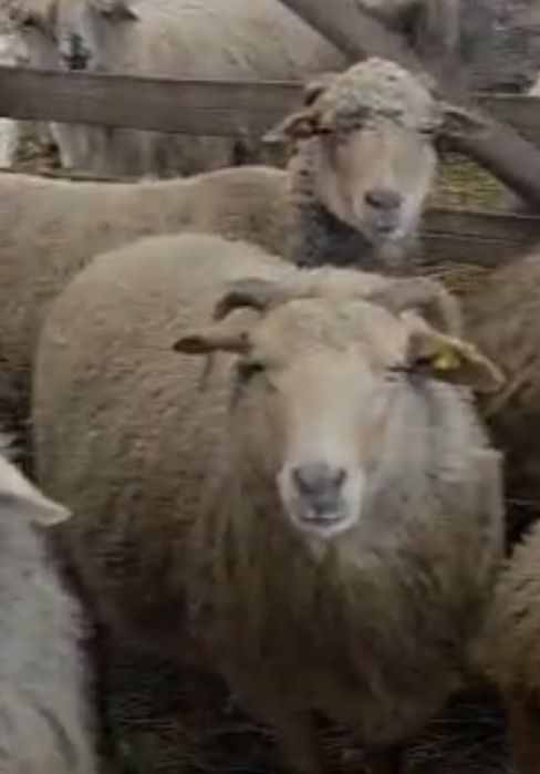 Vand 10 oi birci , varietatea ruginie