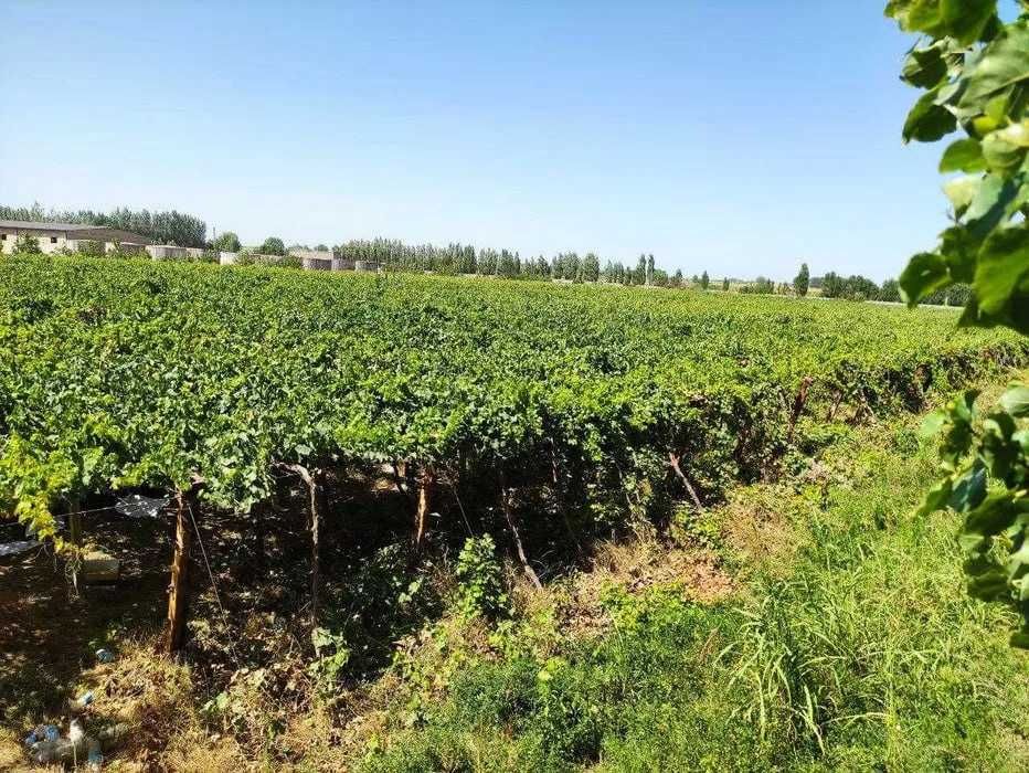 Продается дачный участок Окбурье 50 сотых за 15000уе