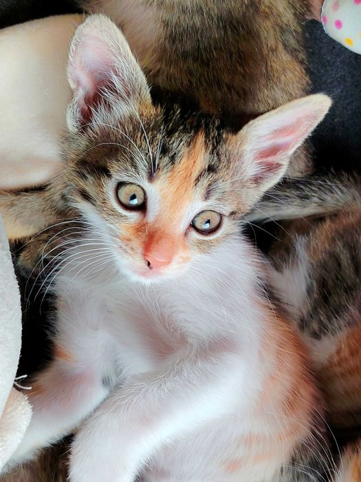ПОДАРЯВАМ 5 женски котенца
