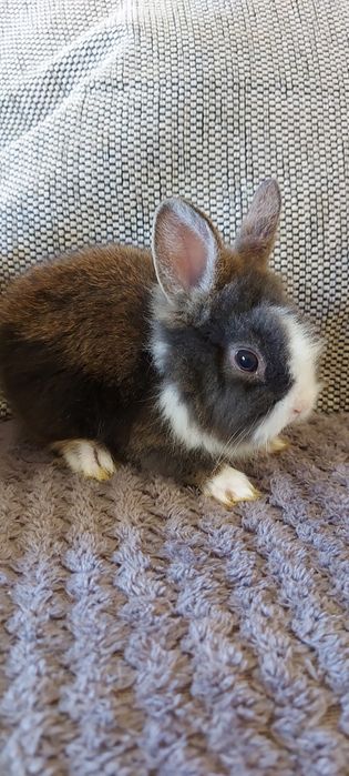 Vând iepuri cap de leu