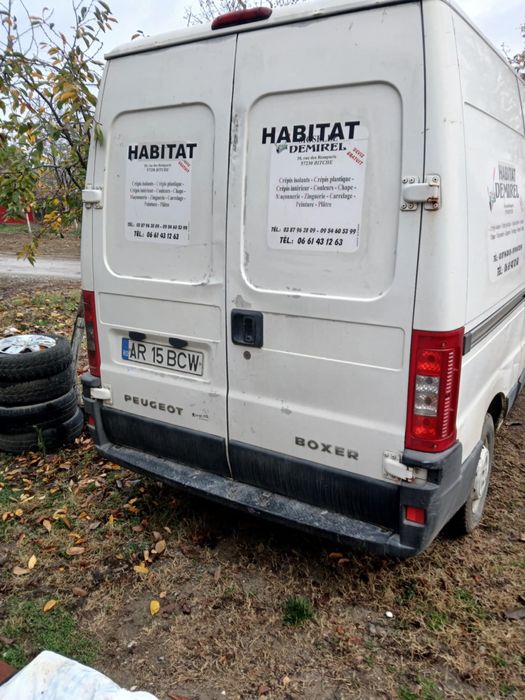 Vand pegeou boxer pentru detalii sunati