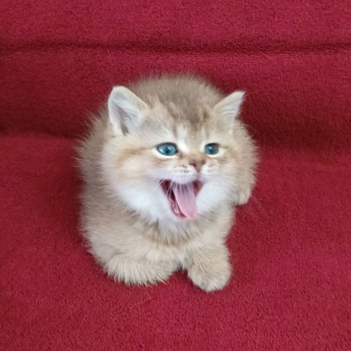 Скоттиш страйт шотландская