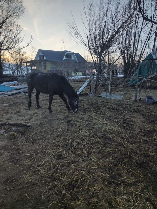 Лошади жеребые и нежеребые молодые