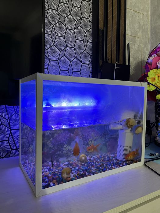 Аквариум с улыткой