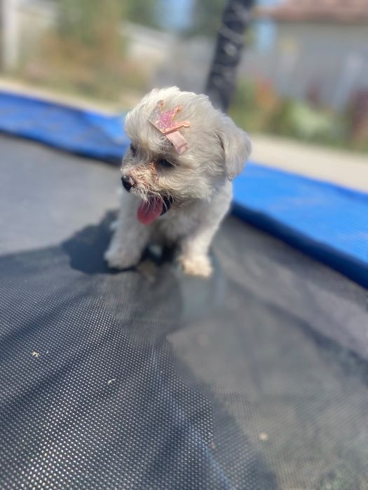 Cătei bichon talie mică