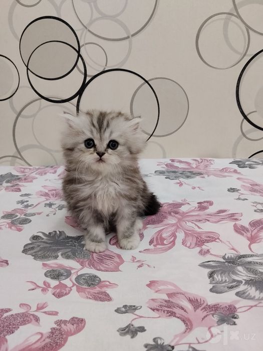Шотланский Скоттиш Страйт!