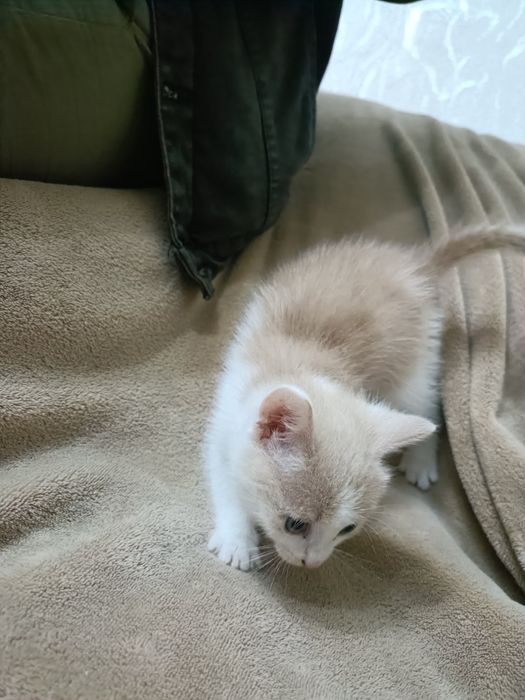Отдам котят в добрые руки