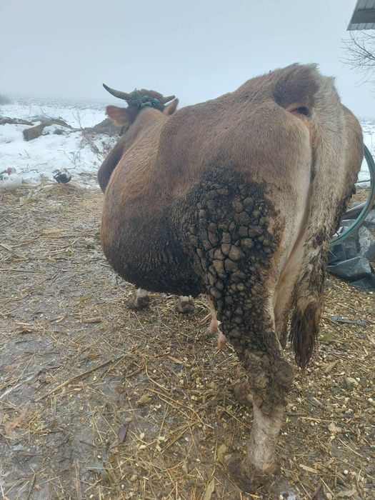 Vând vacă gestantă